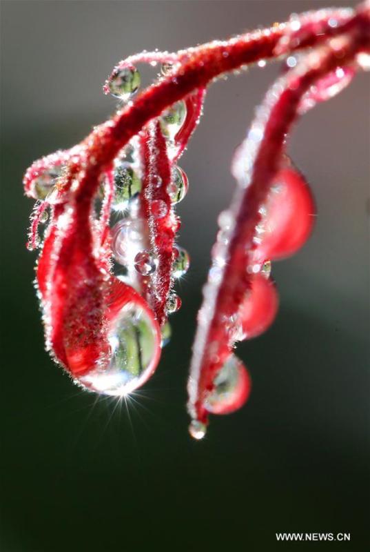 Dewdrops are seen on the plant at a park in Nantong City, east China\'s Jiangsu Province, Sept. 8, 2018. (Xinhua/Xu Congjun)