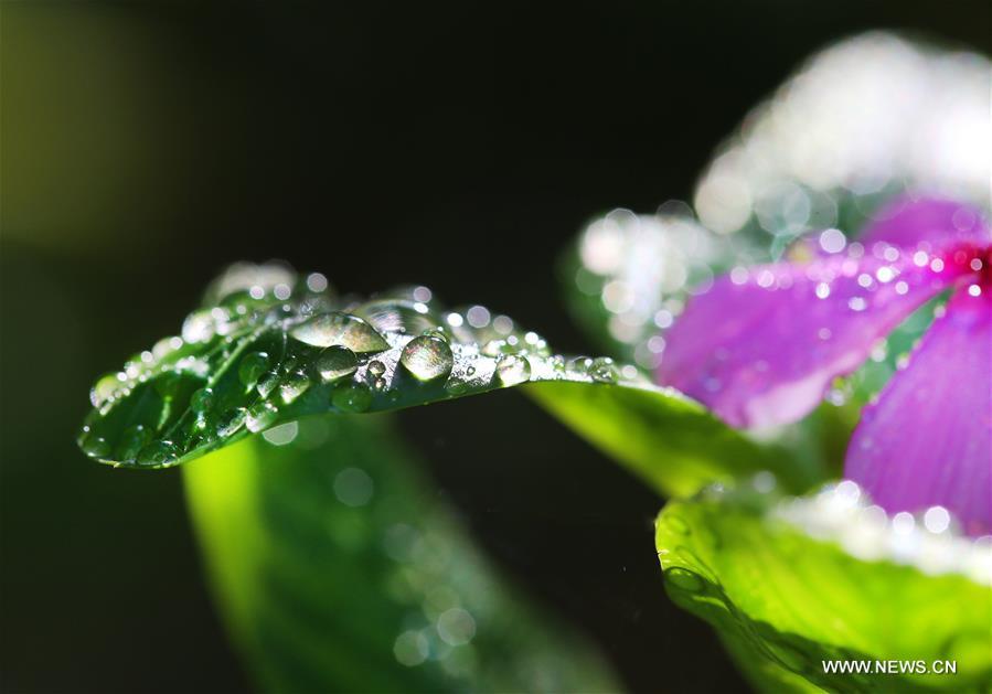Dewdrops are seen on the leaves at a park in Nantong City, east China\'s Jiangsu Province, Sept. 8, 2018. (Xinhua/Xu Congjun)