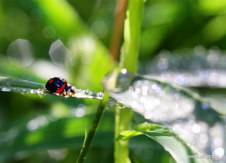 A ladybug and dewdrops are seen on the leaves at a park in Nantong City, east China\'s Jiangsu Province, Sept. 8, 2018. (Xinhua/Xu Congjun)