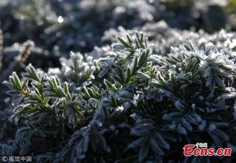 Plants and flowers are covered by frost in Hulun Buir, North China’s Inner Mongolia Autonomous Region, Sept. 9, 2018. A cold front brought sub-zero temperatures to large parts of the city, including temperatures as low as minus 13.3 degrees centigrade in some towns. (Photo/VCG)