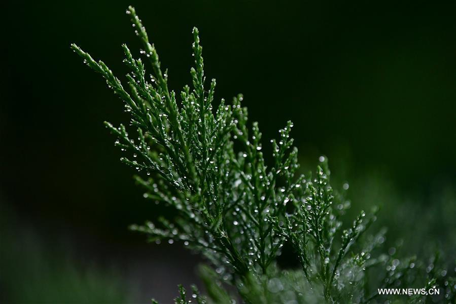 Dewdrops are seen on the plant at the Ruifeng Park in Langfang City, north China\'s Hebei Province, Sept. 8, 2018. (Xinhua/Liu Xuemin)
