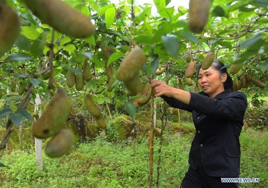 A farmer picks melons in Xuan\'en County, Enshi of central China\'s Hubei Province, Sept. 11, 2018. (Xinhua/Wang Jun)