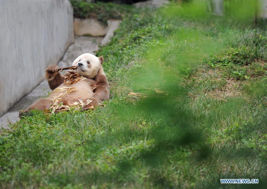 Qizai, a rare brown and white giant panda, eats bamboo shoots at Shaanxi rare wild animals rescuing and raising research center in Xi\'an, northwest China\'s Shaanxi Province, Sept. 7, 2018. Qizai belongs to a subspecies that are more commonly referred to as Qinling pandas in reference to the isolated Qinling Mountains where they have been spotted. (Xinhua/Zhang Bowen)