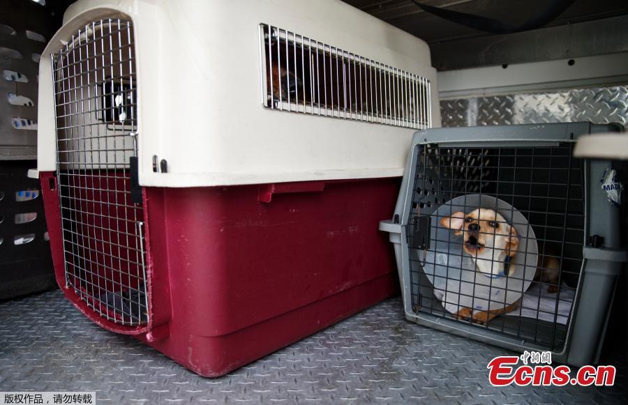 Stanford, a 6-month old Chihuahua mix, barks from inside a crate in a van as 26 cats and dogs arrive at Humane Rescue Alliance in Washington, Sept. 11, 2018, from Norfolk Animal Care and Control of Norfolk, Va., in advance of Hurricane Florence. People aren\'t the only ones evacuating to get out of the path of Hurricane Florence. The dogs and cats will all be available for adoption. (Photo/Agencies)