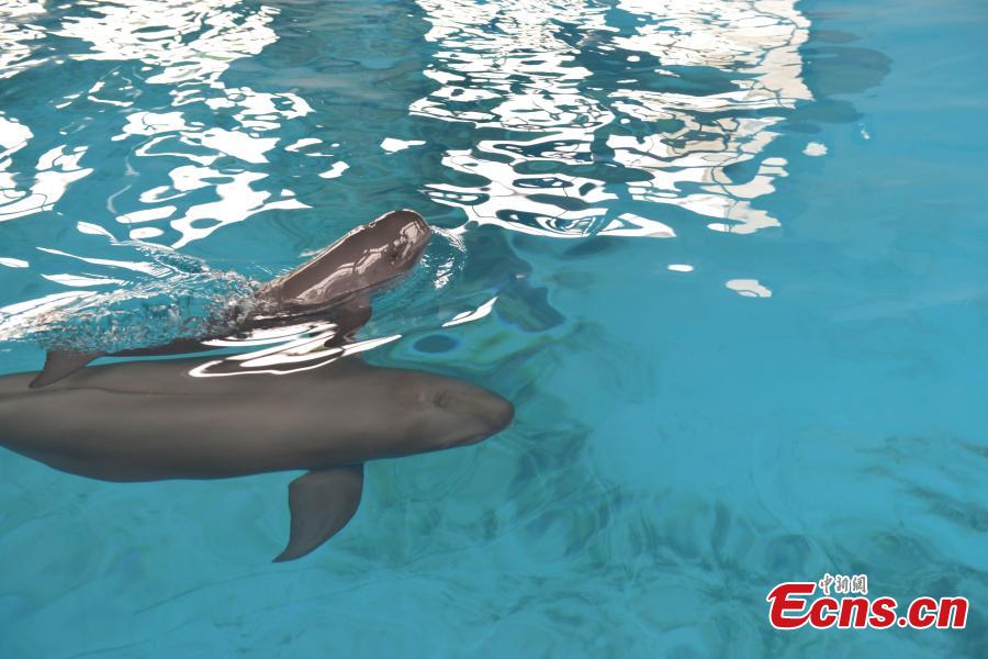 A little Yangtze finless porpoise is seen swimming with its mother at the Institute of Hydrobiology under Chinese Academy of Sciences in Wuhan, central China\'s Hubei Province, Sept. 10, 2018. The little porpoise, reproduced via an artificial breeding program, the second of its case, was born on June 2, 2018. It has grown up healthy and sound for a hundred days. (Photo provided to China News Service)