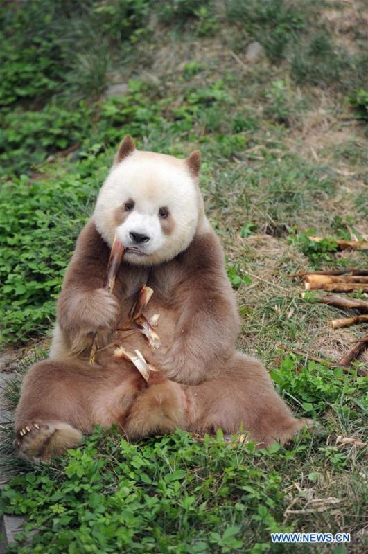 Qizai, a rare brown and white giant panda, eats bamboo shoots at Shaanxi rare wild animals rescuing and raising research center in Xi\'an, northwest China\'s Shaanxi Province, Sept. 7, 2018. Qizai belongs to a subspecies that are more commonly referred to as Qinling pandas in reference to the isolated Qinling Mountains where they have been spotted. (Xinhua/Zhang Bowen)