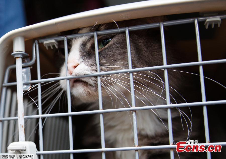 A long-haired tabby cat pushes against the crate door during the unloading of 26 cats and dogs from a van at Humane Rescue Alliance in Washington, Sept. 11, 2018, from Norfolk Animal Care and Control of Norfolk, Va., in advance of Hurricane Florence. People aren\'t the only ones evacuating to get out of the path of Hurricane Florence. The dogs and cats will all be available for adoption. (Photo/Agencies)