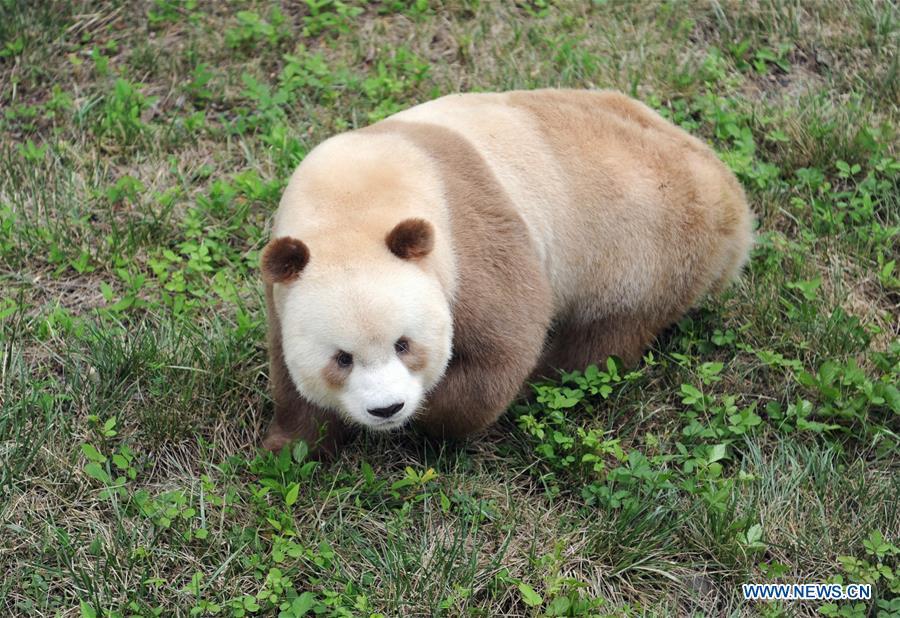 Qizai, a rare brown and white giant panda, is seen at Shaanxi rare wild animals rescuing and raising research center in Xi\'an, northwest China\'s Shaanxi Province, Sept. 7, 2018. Qizai belongs to a subspecies that are more commonly referred to as Qinling pandas in reference to the isolated Qinling Mountains where they have been spotted. (Xinhua/Zhang Bowen)