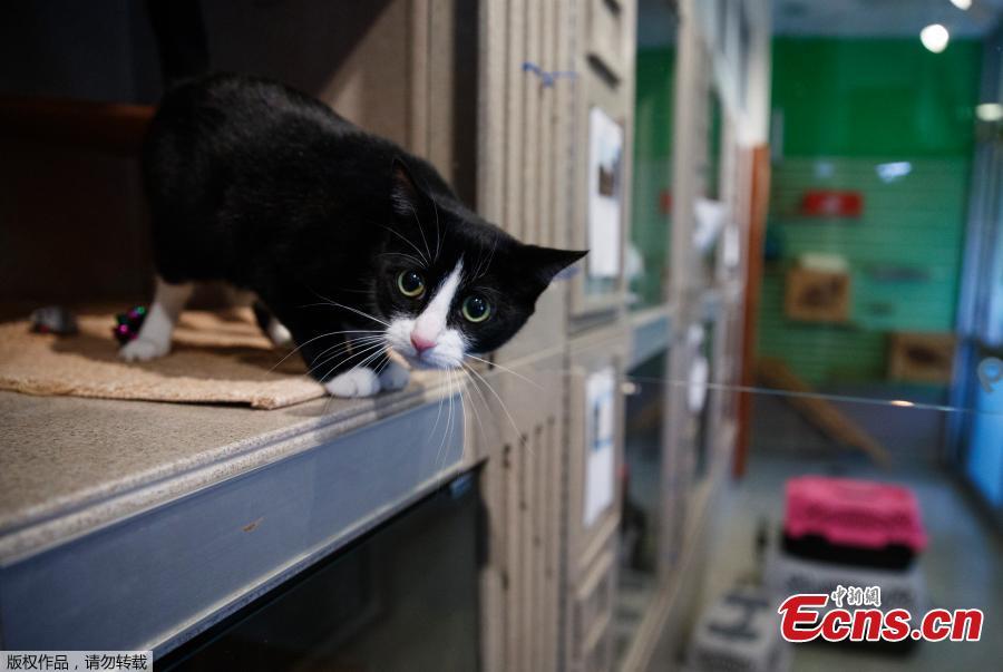 Miss Kitty, a four-year old short-haired cat, looks out from her new enclosure at Humane Rescue Alliance in Washington, Sept. 11, 2018. Miss Kitty is one of 26 cats and dogs that arrived in Washington from Norfolk Animal Care and Control of Norfolk, Va., in advance of Hurricane Florence. People aren\'t the only ones evacuating to get out of the path of Hurricane Florence. The dogs and cats will all be available for adoption. (Photo/Agencies)
