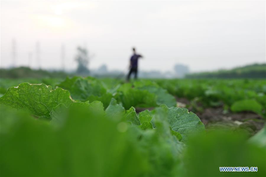 A farmer arranges cabbage in the field in Mafang Village, Tangshan City of north China\'s Hebei Province, Sept. 11, 2018. (Xinhua/Liu Mancang)