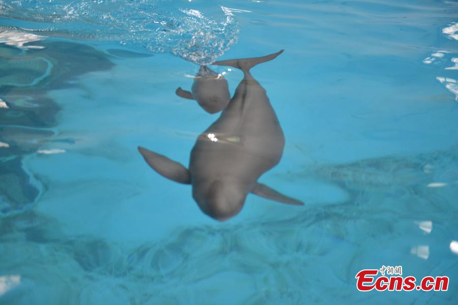 A little Yangtze finless porpoise is seen swimming with its mother at the Institute of Hydrobiology under Chinese Academy of Sciences in Wuhan, central China\'s Hubei Province, Sept. 10, 2018. The little porpoise, reproduced via an artificial breeding program, the second of its case, was born on June 2, 2018. It has grown up healthy and sound for a hundred days. (Photo provided to China News Service)