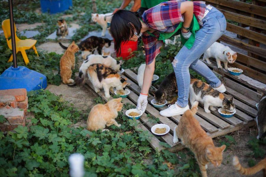 A cat lover feeds the cats in the suburb in Zhengzhou, Henan Province. (Photo by Tang Tao for chinadaily.com.cn)

Seven cat lovers jointly invested 400,000 yuan ($58,246) to set up a \