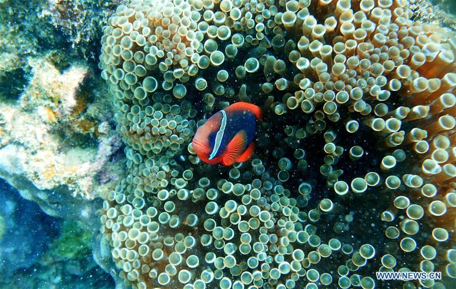 A clownfish swims around sea anemones at the sea area of Fenjiezhou Island in south China\'s Hainan Province, Sept. 12, 2018. People on the Island have devoted to the protection and nurturing of corals for more than a decade. Under guidance of marine experts, they put man-made reefs under sea to create growing conditions for corals, which in turn improves the habitat for fish. The ecosystem of coral reef around the Island is preserved well now. (Xinhua/Ding Xu)
