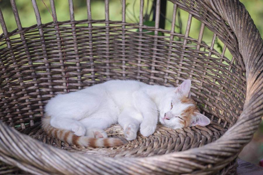 A cat sleeps in a basket provided by the cat lovers in the area. 
(Photo by Tang Tao for chinadaily.com.cn)