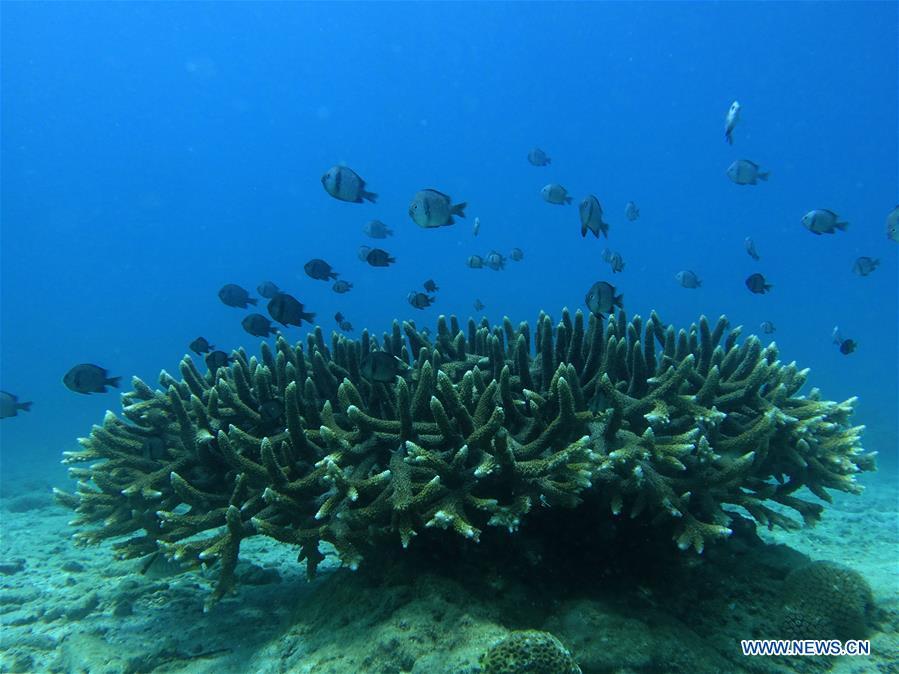 Fishes swim over staghorn corals at the sea area of Fenjiezhou Island in south China\'s Hainan Province, Sept. 12, 2018. People on the Island have devoted to the protection and nurturing of corals for more than a decade. Under guidance of marine experts, they put man-made reefs under sea to create growing conditions for corals, which in turn improves the habitat for fish. The ecosystem of coral reef around the Island is preserved well now. (Xinhua/Yang Guanyu)