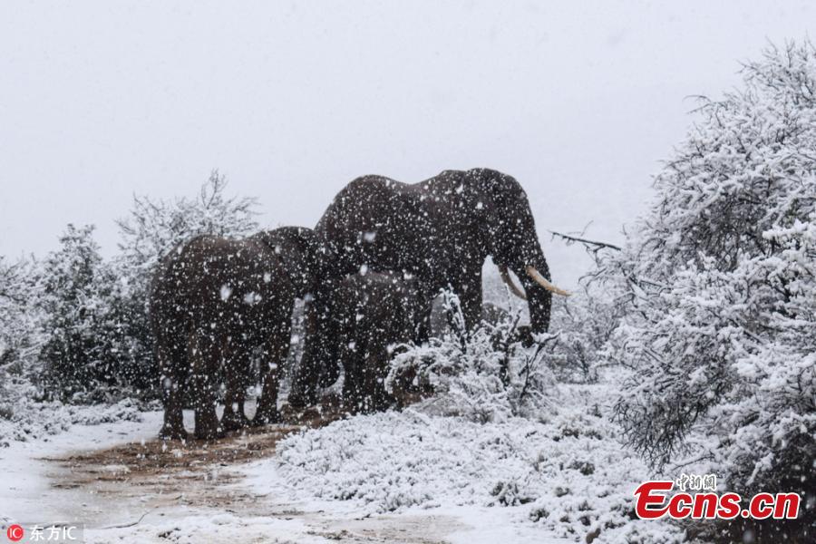Kitty Viljoen, who lives in Eastern Cape, captured images of giraffes, lions, elephants and wildebeest making their way through the wintry landscape after South Africa experienced an unexpected cold snap. (Photo/IC)