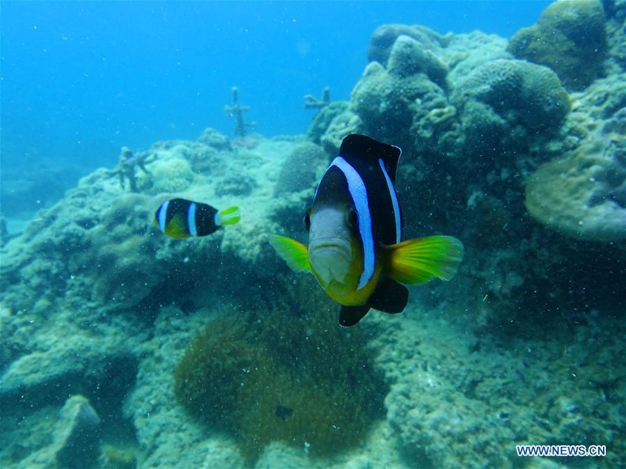 Clownfishes swim around the man-restored coral reefs at the sea area of Fenjiezhou Island in south China\'s Hainan Province, Sept. 12, 2018. People on the Island have devoted to the protection and nurturing of corals for more than a decade. Under guidance of marine experts, they put man-made reefs under sea to create growing conditions for corals, which in turn improves the habitat for fish. The ecosystem of coral reef around the Island is preserved well now. (Xinhua/Ding Xu)