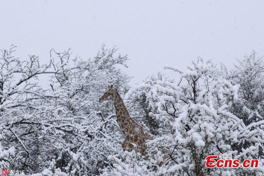 Kitty Viljoen, who lives in Eastern Cape, captured images of giraffes, lions, elephants and wildebeest making their way through the wintry landscape after South Africa experienced an unexpected cold snap. (Photo/IC)