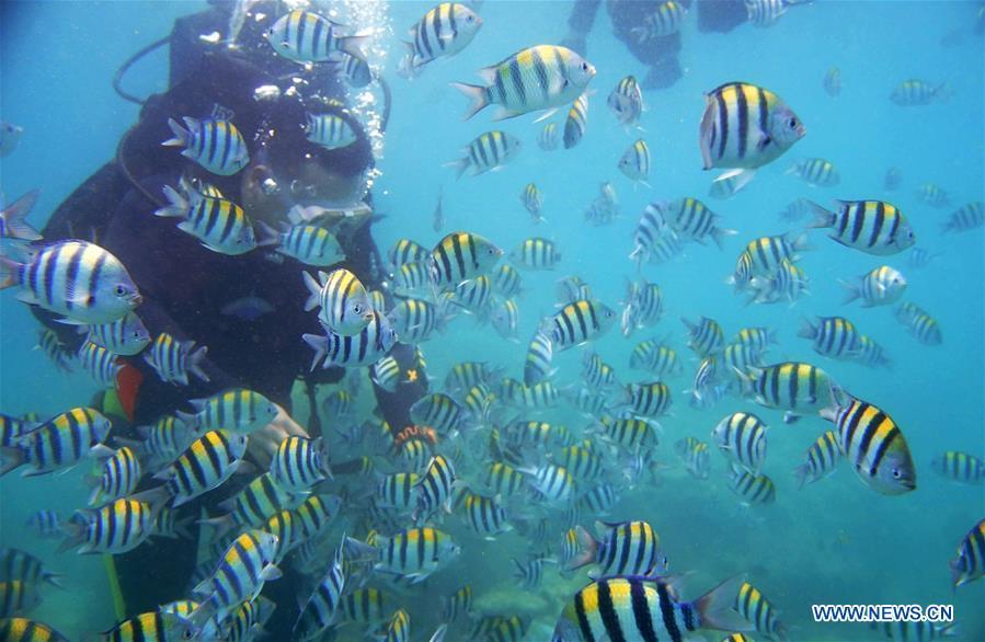 A tourist experiences diving amid fishes at the sea area of Fenjiezhou Island in south China\'s Hainan Province, Sept. 12, 2018. People on the Island have devoted to the protection and nurturing of corals for more than a decade. Under guidance of marine experts, they put man-made reefs under sea to create growing conditions for corals, which in turn improves the habitat for fish. The ecosystem of coral reef around the Island is preserved well now. (Xinhua/Ding Xu)