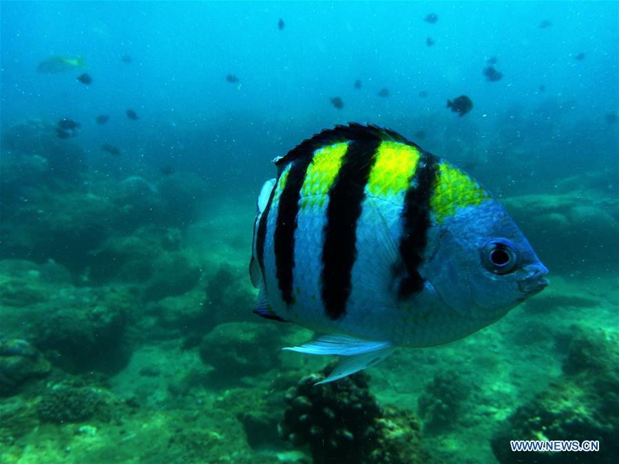 A damselfish swims at the sea area of Fenjiezhou Island in south China\'s Hainan Province, Sept. 12, 2018. People on the Island have devoted to the protection and nurturing of corals for more than a decade. Under guidance of marine experts, they put man-made reefs under sea to create growing conditions for corals, which in turn improves the habitat for fish. The ecosystem of coral reef around the Island is preserved well now. (Xinhua/Guo Cheng)