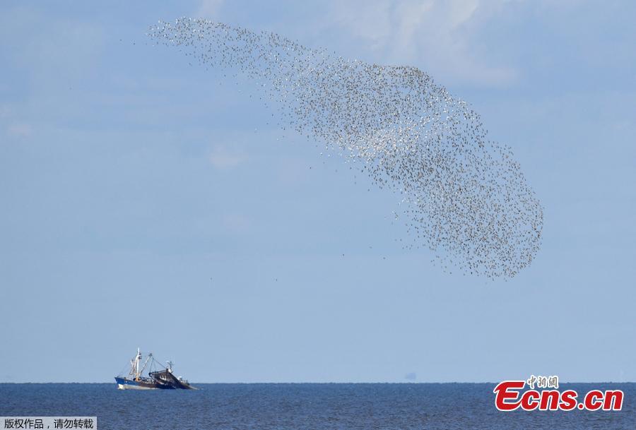 A murmuration is seen above a trawler as thousands of wading birds fly onto dry sandbanks during the month\'s highest tides at The Wash estuary, near Snettisham in Norfolk, Britain, September 13, 2018.  (Photo/Agencies)