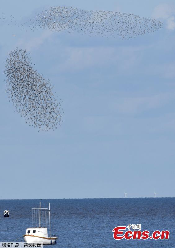 Murmurations are seen above a boat as thousands of wading birds fly onto dry sandbanks during the month\'s highest tides at The Wash estuary, near Snettisham in Norfolk, Britain, September 13, 2018.  (Photo/Agencies)