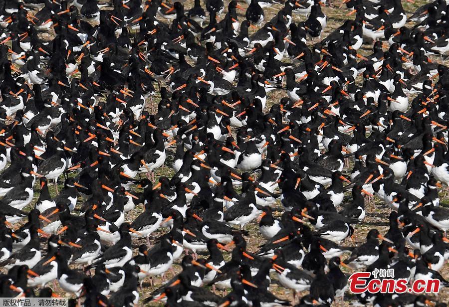 Thousands of wading birds including Oystercatchers fly onto dry sandbanks during the month\'s highest tides at The Wash estuary, near Snettisham in Norfolk, Britain, September 13, 2018.(Photo/Agencies)