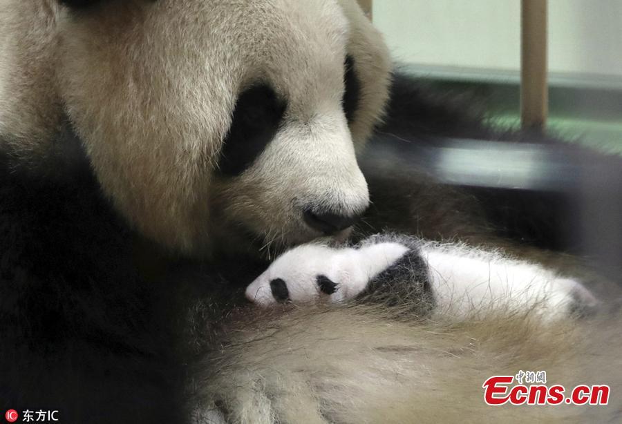 Giant panda Rauhin licks her newly born baby at Adventure World  in Shirahama, Wakayama, Japan on September 13, 2018. The panda cub will meet tourists twice a day, at 10:15 to 10:35 in the morning and 14:40 to 15:00 in the afternoon local time. The panda cub was born on August 14, as 16th panda born at the zoo, weighed only 75 grams. (Photo/IC)
