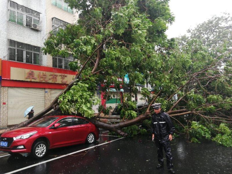 A policeman stands beside downed trees in Shanwei, South China\'s Guangdong Province. (Photo provided to chinadaily.com.cn)