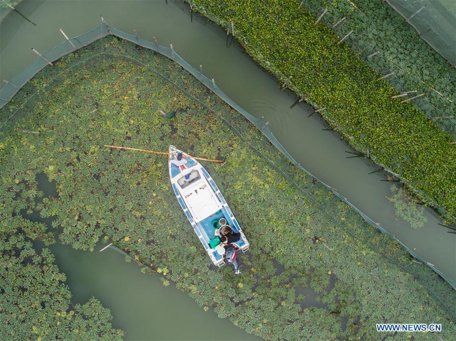 A fishing boat sails in an aquatic farm of Taihu Lake in Huzhou, east China\'s Zhejiang Province, Sept. 16, 2018. Local farmers were busy with their work in harvest season of the Taihu Lake crab. The ecological environment of the Taihu Lake was improved due to continuous efforts of local government. (Xinhua/Xu Yu)