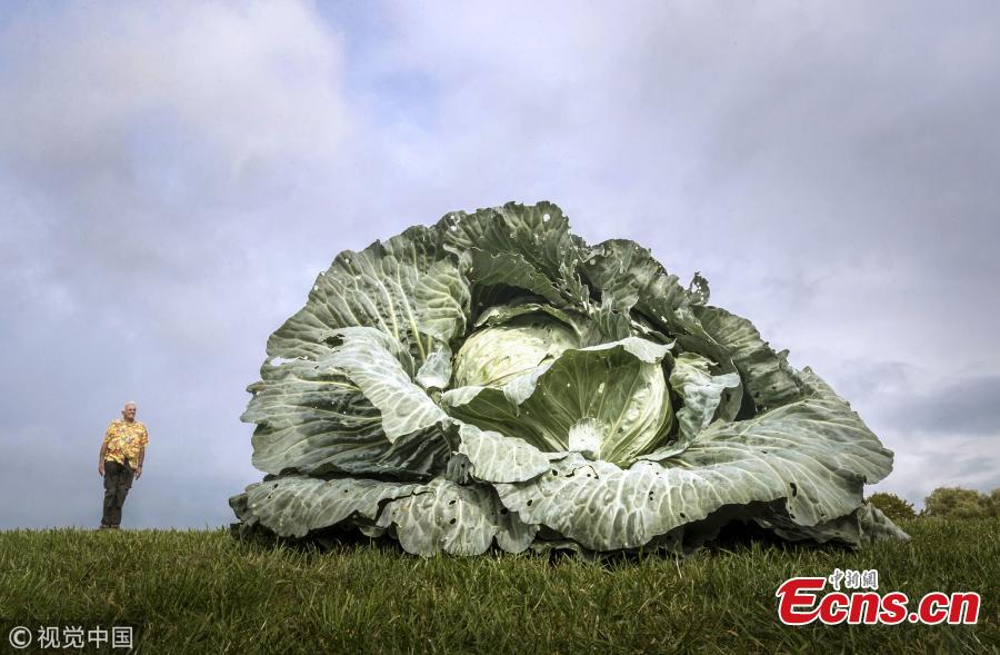 Ian Neale with his winning heaviest in class giant cabbage, which weighed 30.2kg. (Photo/VCG)

The Harrogate Flower Show opens at the Great Yorkshire Showground,UK, with over 5,000 autumn blooms and a world-famous giant vegetable competition.