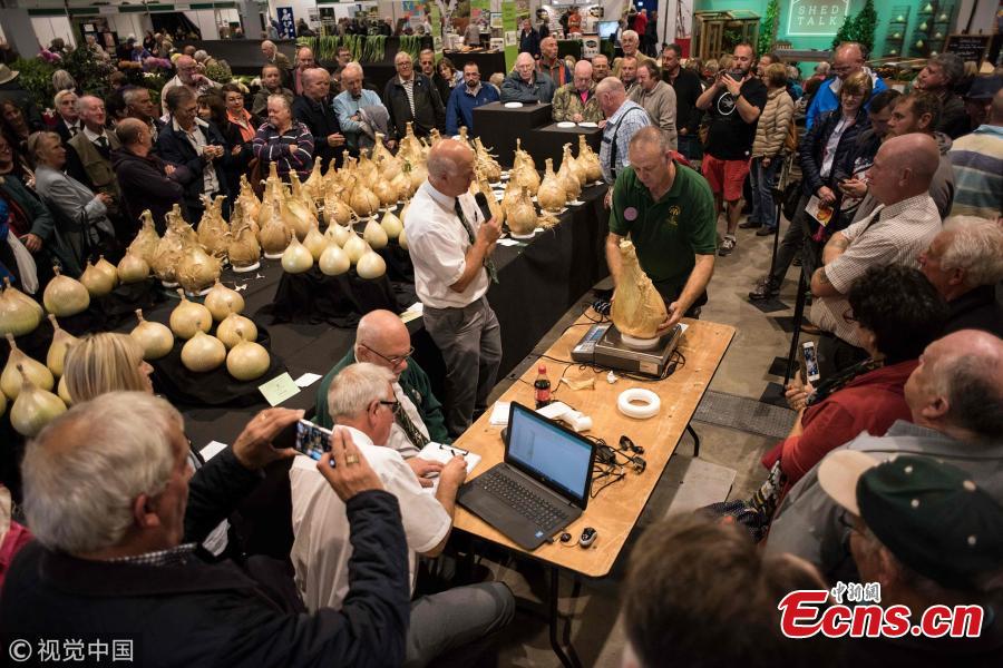 Rows of vegetables lined up to be judged.(Photo/VCG)