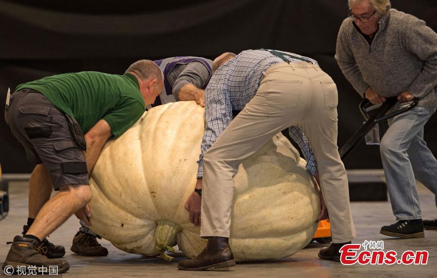 Staff wrestle with a pumpkin to weigh it.  (Photo/VCG)