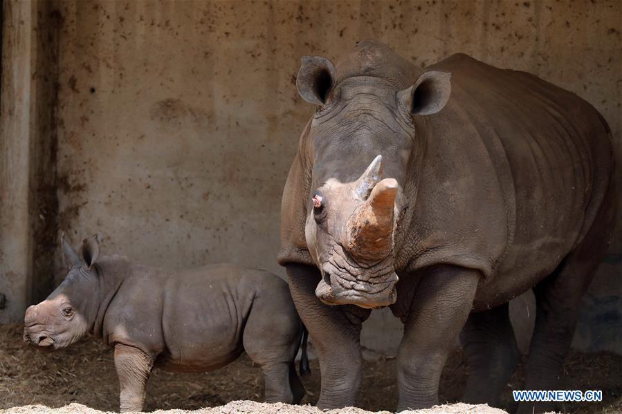 A three-week-old white rhinoceros stands next to her mother Tanda at the Ramat Gan Safari Park, an open-air zoo near the Israeli coastal city of Tel Aviv, on Sept. 17, 2018. The Ramat Gan Safari Park is the main zoo of the Tel Aviv area and is home to the largest collection of animals in the Middle East. (Xinhua/JINI/Gideon Markowicz)