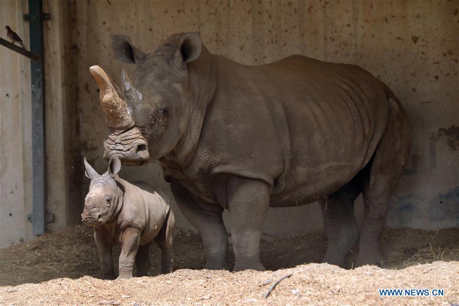 A three-week-old white rhinoceros stands next to her mother Tanda at the Ramat Gan Safari Park, an open-air zoo near the Israeli coastal city of Tel Aviv, on Sept. 17, 2018. The Ramat Gan Safari Park is the main zoo of the Tel Aviv area and is home to the largest collection of animals in the Middle East. (Xinhua/JINI/Gideon Markowicz)