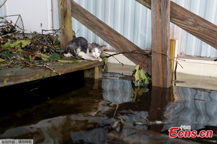 A soaked cat rests at the entrance to a trailer home after swimming there through floodwaters, before eventually being rescued, as the Northeast Cape Fear River breaks its banks after Hurricane Florence in Burgaw, North Carolina, U.S., Sept. 16, 2018. (Photo/Agencies)