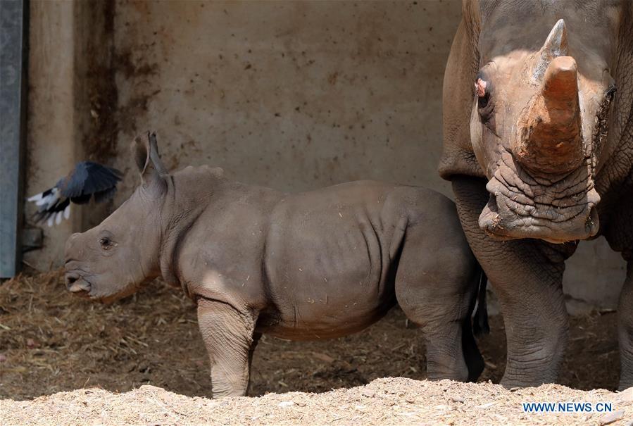 A three-week-old white rhinoceros stands next to her mother Tanda at the Ramat Gan Safari Park, an open-air zoo near the Israeli coastal city of Tel Aviv, on Sept. 17, 2018. The Ramat Gan Safari Park is the main zoo of the Tel Aviv area and is home to the largest collection of animals in the Middle East. (Xinhua/JINI/Gideon Markowicz)