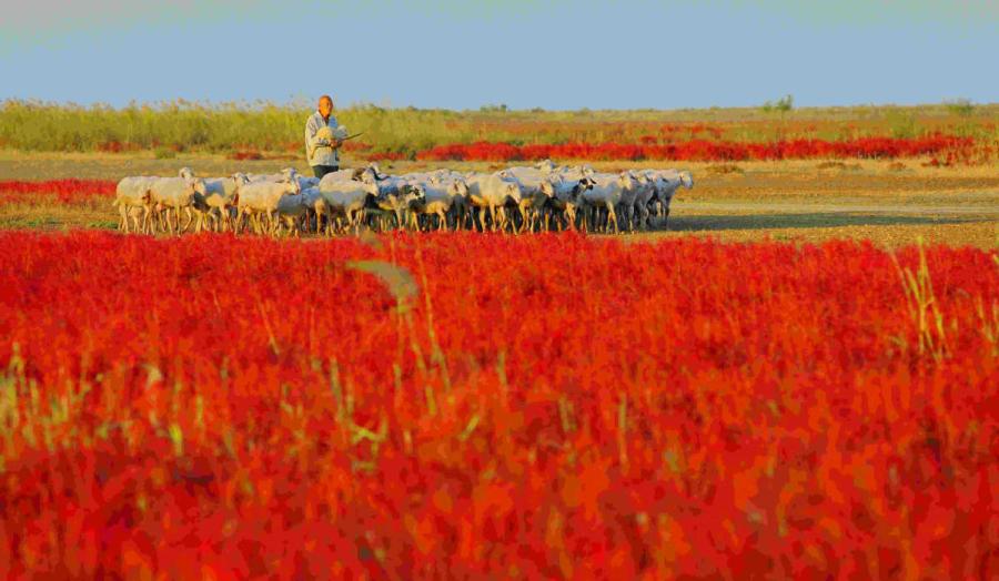 A local grazes livestock in the Yellow River estuary area.(Photo provided to chinadaily.com.cn)

Autumn brings awesome views to the Yellow River estuary, which is located in the delta where the Yellow River, China\'s second-longest river, joins the Bohai Sea.

Covering an area of 153,000 hectares, the area is now home to 1,626 types of wild animals, including 368 kinds of birds. It also abounds in vegetation, boasting 393 kinds of plants. Over 55 percent of the area is covered by vegetation.