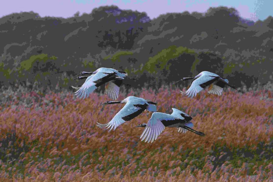 Birds fly over the Yellow River estuary area. (Photo provided to chinadaily.com.cn)