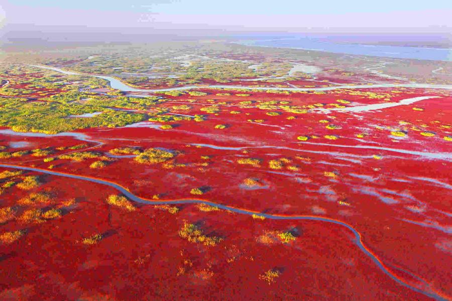 Over 55 percent of the Yellow River estuary area is covered by vegetation. (Photo provided to chinadaily.com.cn)