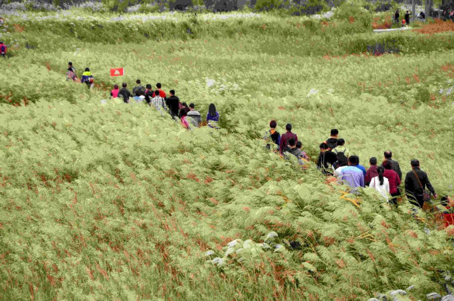 Tourists walk through a vast expanse of reeds spread across part of the Yellow River estuary area. (Photo provided to chinadaily.com.cn)