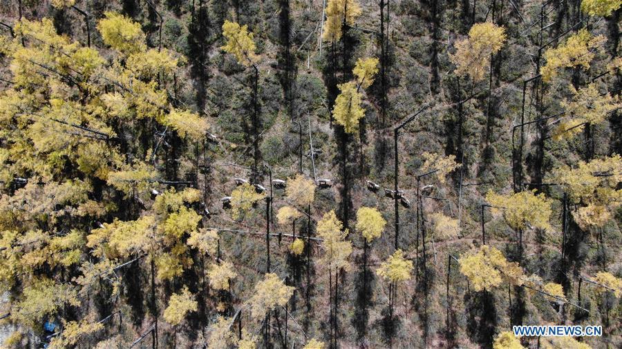 Photo taken on Sept. 18, 2018 shows a herd of reindeer roaming in Yue\'anli Forest Farm of Genhe forestry bureau in the Greater Khingan Mountains of north China\'s Inner Mongolia Autonomous Region. Staff members at Yue\'anli Forest Farm are responsible for the conservation and breeding work of reindeer in China. (Xinhua/Yu Yang)
