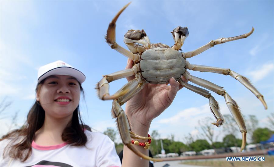 A tourist shows a freshly caught Chinese mitten crab during a tourist festival held ashore the Yangcheng Lake in Xiangcheng District of Suzhou, east China\'s Jiangsu Province, Sept. 19, 2018. The Chinese mitten crabs inhabiting Suzhou\'s Yangcheng Lake are a popular cooking ingredient for many food lovers. In the annual event which kicked off here on Wednesday, tourists will be able to have a taste of this year\'s first Chinese mitten crabs ready to serve the table, while the official netting of Yangcheng Lake crabs will begin on Sept. 21. (Xinhua/Hao Qunying)
