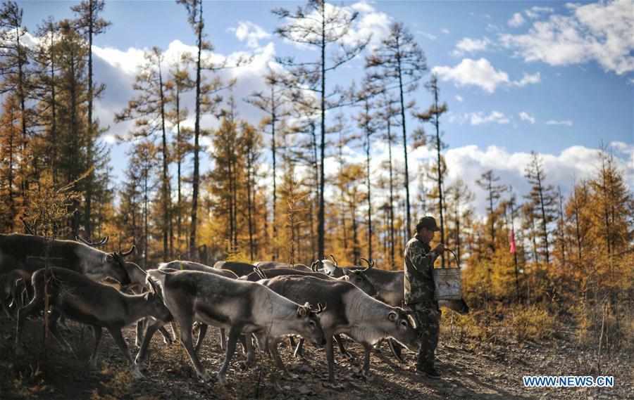 Forester Zhang Guohua replenishes fodder for reindeer in Yue\'anli Forest Farm of Genhe forestry bureau in the Greater Khingan Mountains of north China\'s Inner Mongolia Autonomous Region, Sept. 18, 2018. Staff members at Yue\'anli Forest Farm are responsible for the conservation and breeding work of reindeer in China. (Xinhua/Yu Yang)