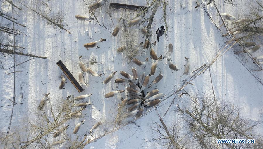 Forester Zhang Guohua replenishes fodder for reindeer in Yue\'anli Forest Farm of Genhe forestry bureau in the Greater Khingan Mountains of north China\'s Inner Mongolia Autonomous Region, Dec. 23, 2017. Staff members at Yue\'anli Forest Farm are responsible for the conservation and breeding work of reindeer in China. (Xinhua/Li Renzi)