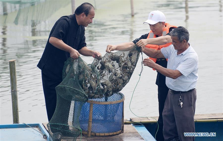 Fishermen catch Chinese mitten crabs during a tourist festival held ashore the Yangcheng Lake in Xiangcheng District of Suzhou, east China\'s Jiangsu Province, Sept. 19, 2018. The Chinese mitten crabs inhabiting Suzhou\'s Yangcheng Lake are a popular cooking ingredient for many food lovers. In the annual event which kicked off here on Wednesday, tourists will be able to have a taste of this year\'s first Chinese mitten crabs ready to serve the table, while the official netting of Yangcheng Lake crabs will begin on Sept. 21. (Xinhua/Hao Qunying)