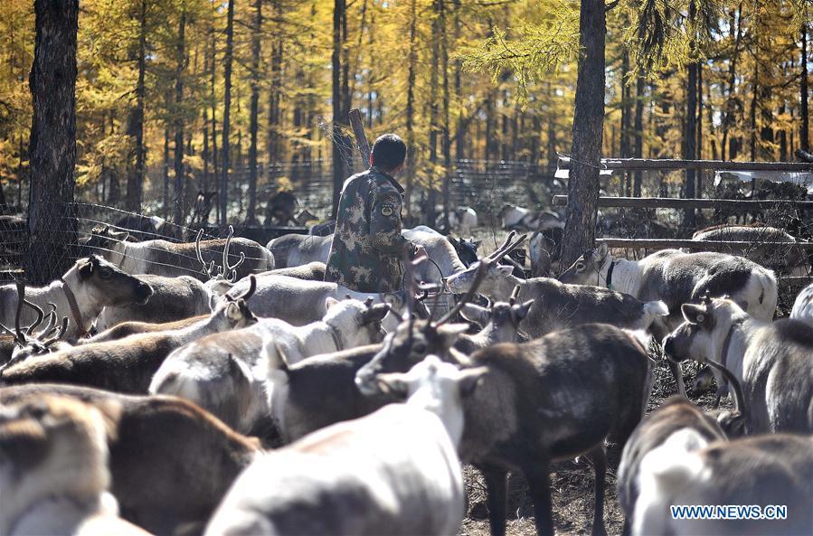 Forester Lian Lichen feeds reindeer in Yue\'anli Forest Farm of Genhe forestry bureau in the Greater Khingan Mountains of north China\'s Inner Mongolia Autonomous Region, Sept. 18, 2018. Staff members at Yue\'anli Forest Farm are responsible for the conservation and breeding work of reindeer in China. (Xinhua/Yu Yang)