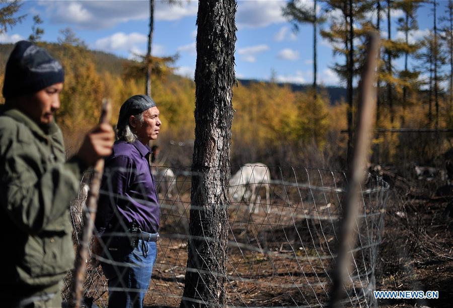 Gu Gejun (R), a vet from Olguya Township, checks the health conditions of reindeer in Yue\'anli Forest Farm of Genhe forestry bureau in the Greater Khingan Mountains of north China\'s Inner Mongolia Autonomous Region, Sept. 18, 2018. Staff members at Yue\'anli Forest Farm are responsible for the conservation and breeding work of reindeer in China. (Xinhua/Yu Yang)