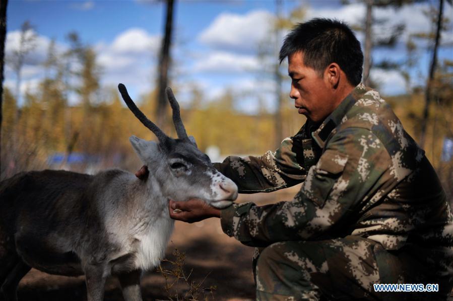 Forester Zhang Guohua takes care of reindeer in Yue\'anli Forest Farm of Genhe forestry bureau in the Greater Khingan Mountains of north China\'s Inner Mongolia Autonomous Region, Sept. 18, 2018. Staff members at Yue\'anli Forest Farm are responsible for the conservation and breeding work of reindeer in China. (Xinhua/Yu Yang)