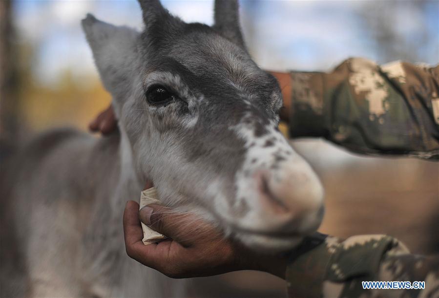 Forester Zhang Guohua takes care of reindeer in Yue\'anli Forest Farm of Genhe forestry bureau in the Greater Khingan Mountains of north China\'s Inner Mongolia Autonomous Region, Sept. 18, 2018. Staff members at Yue\'anli Forest Farm are responsible for the conservation and breeding work of reindeer in China. (Xinhua/Yu Yang)